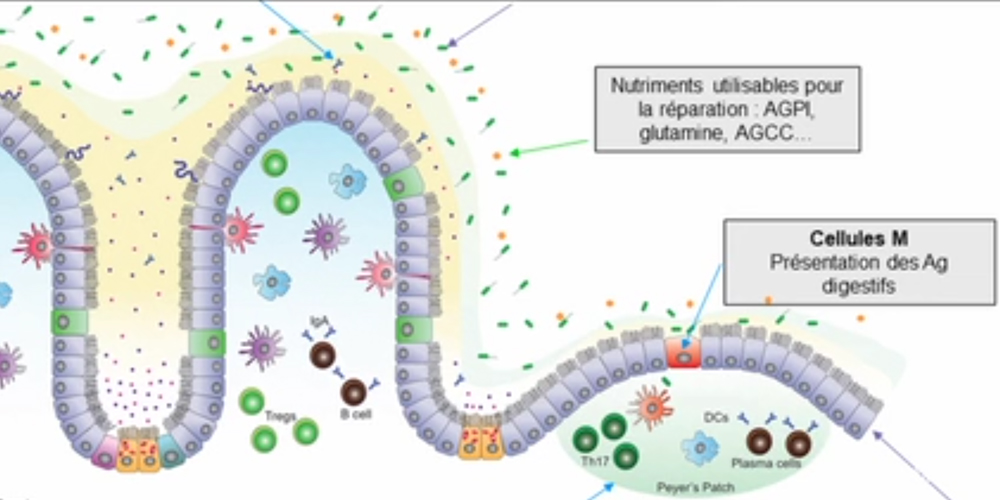 Les Nutriments et l’Intestin à la source de l’Immunité